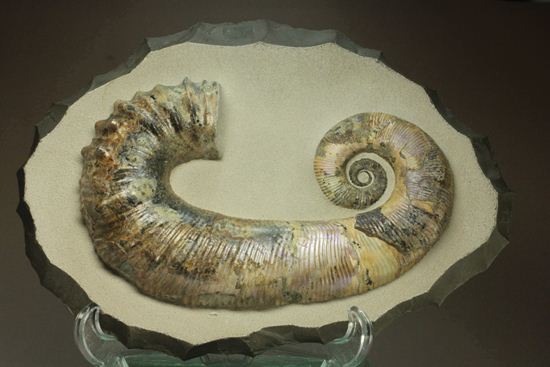 インテリアに最適！パイライト化したゴールドに光る極上ロシア産