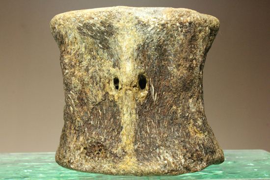 近年話題の首長竜！プレシオサウルスの脊椎骨化石 海のモンスター 販売