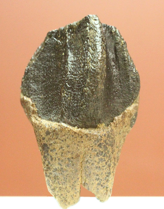 保存状態に注目！本来の形を存分に楽しめる、希少なトリケラトプスの歯