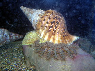 串本海中公園／水族館の人気者／ホラガイ