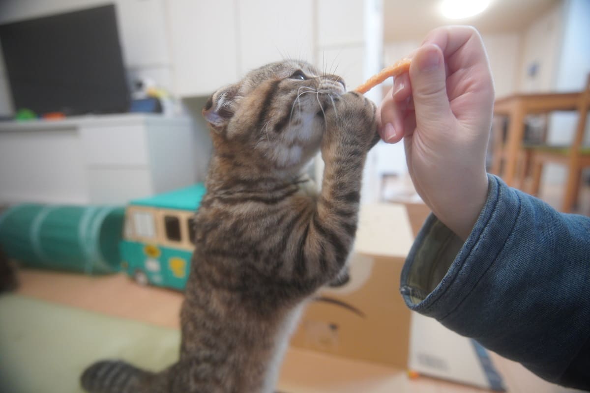 わたしの猫ぐらし「まつたけちゃん・おすしくん」前編 | ハグわん