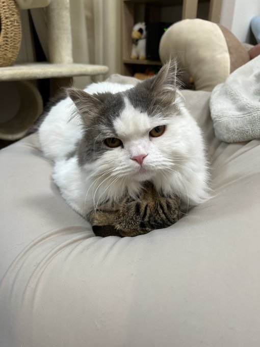 わたしの猫ぐらし「まつたけちゃん・おすしくん」前編 | ハグわん