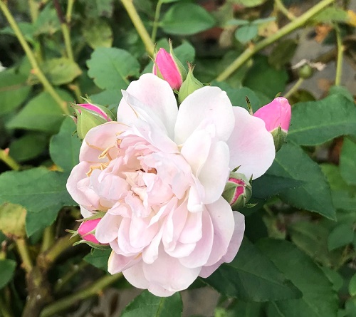 オールドローズ四季咲き大苗 シャンプニーズピンククラスター