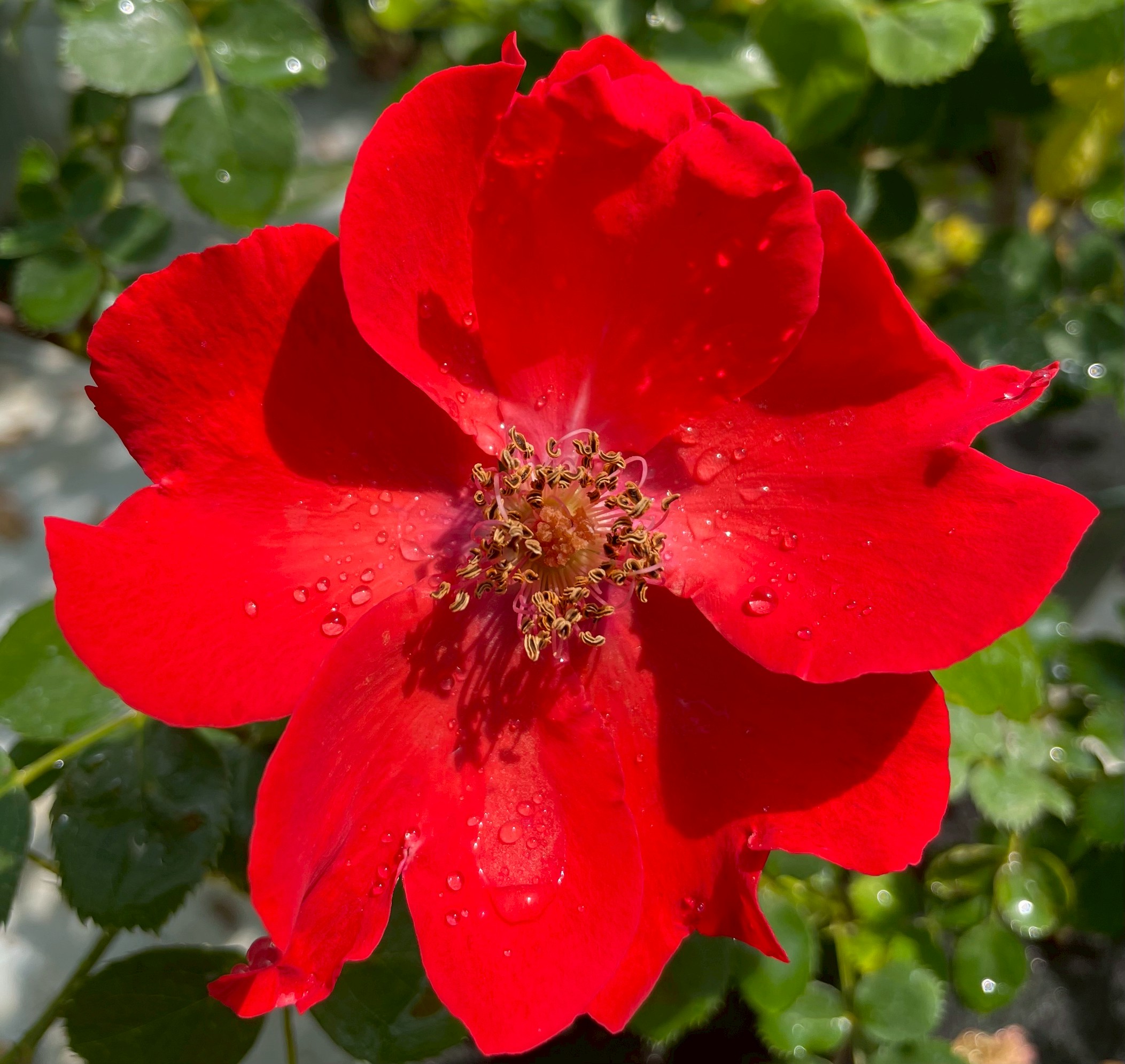 つるバラ四季咲き大苗 サラバンドCL Herb&Rose バラ苗販売 商品詳細