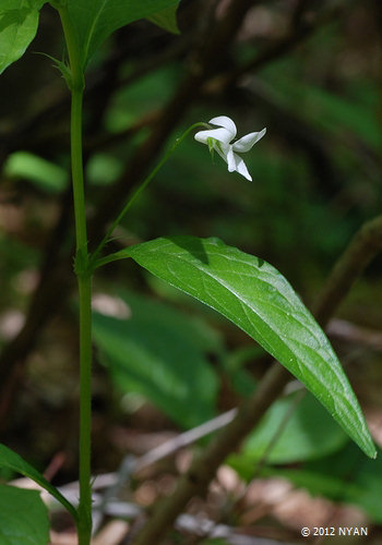 タデスミレ すみれの部屋 インターネットすみれ図鑑