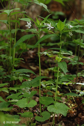 タデスミレ すみれの部屋 インターネットすみれ図鑑