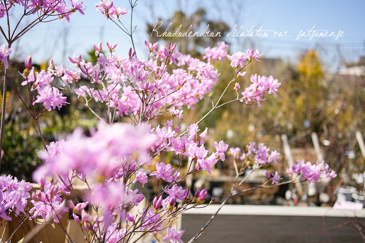 ミツバツツジ | 山中育樹園