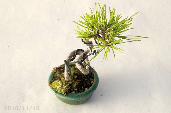 山野草の石田精華園 / 【現品】 豆盆栽 黒松 2鉢 (No.2825) 【松柏盆栽