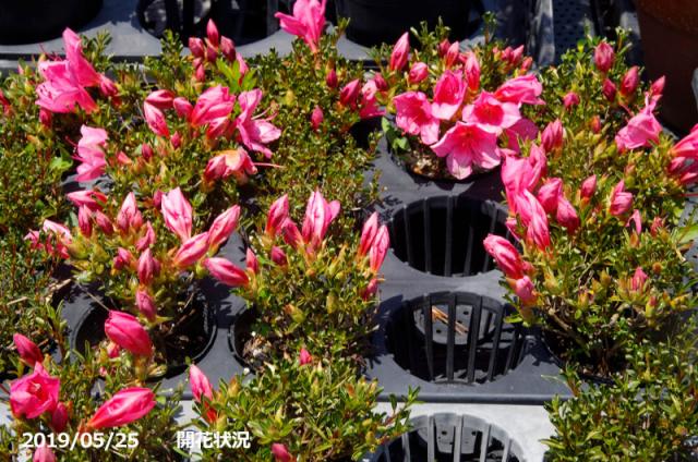 山野草の石田精華園 / 春の花木 サツキ 早乙女小町 2.5号(7.5cm