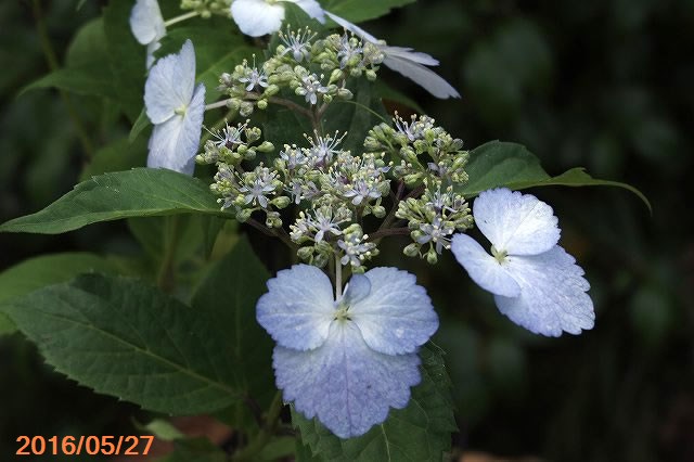 山野草の石田精華園 / トカラアジサイ 島の空 3号(9cmポット)