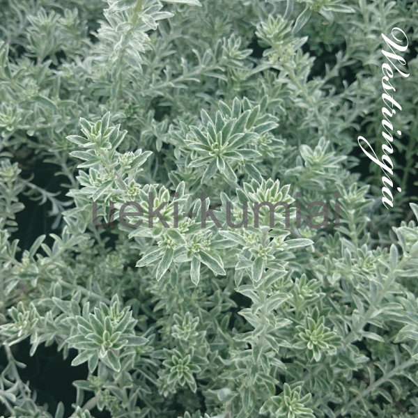 ウエストリンギア 斑入り （オーストラリアン ローズマリー