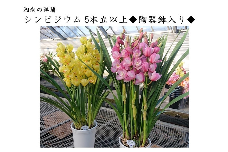 グ*チ様 蘭　育成用株　5つ　シンビジューム　バンダ　オンシジューム シンビジューム(5本立)冬季期間のみ(12月〜2月中旬) | 福島県葛尾