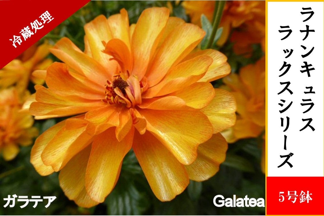 ラナンキュラス ラックスシリーズ【ガラテア】5号鉢（冷蔵処理）: JA