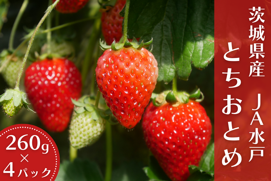 茨城県産いちご 『とちおとめ』 JA水戸（約260g×4pk入）【1月中旬頃
