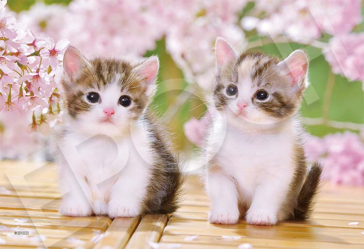 EPO-79-519 ペット・動物 おすわりこねこにゃん 100ピース ［CP-CA