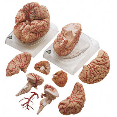 人体模型 動脈付脳模型 ソムソ社