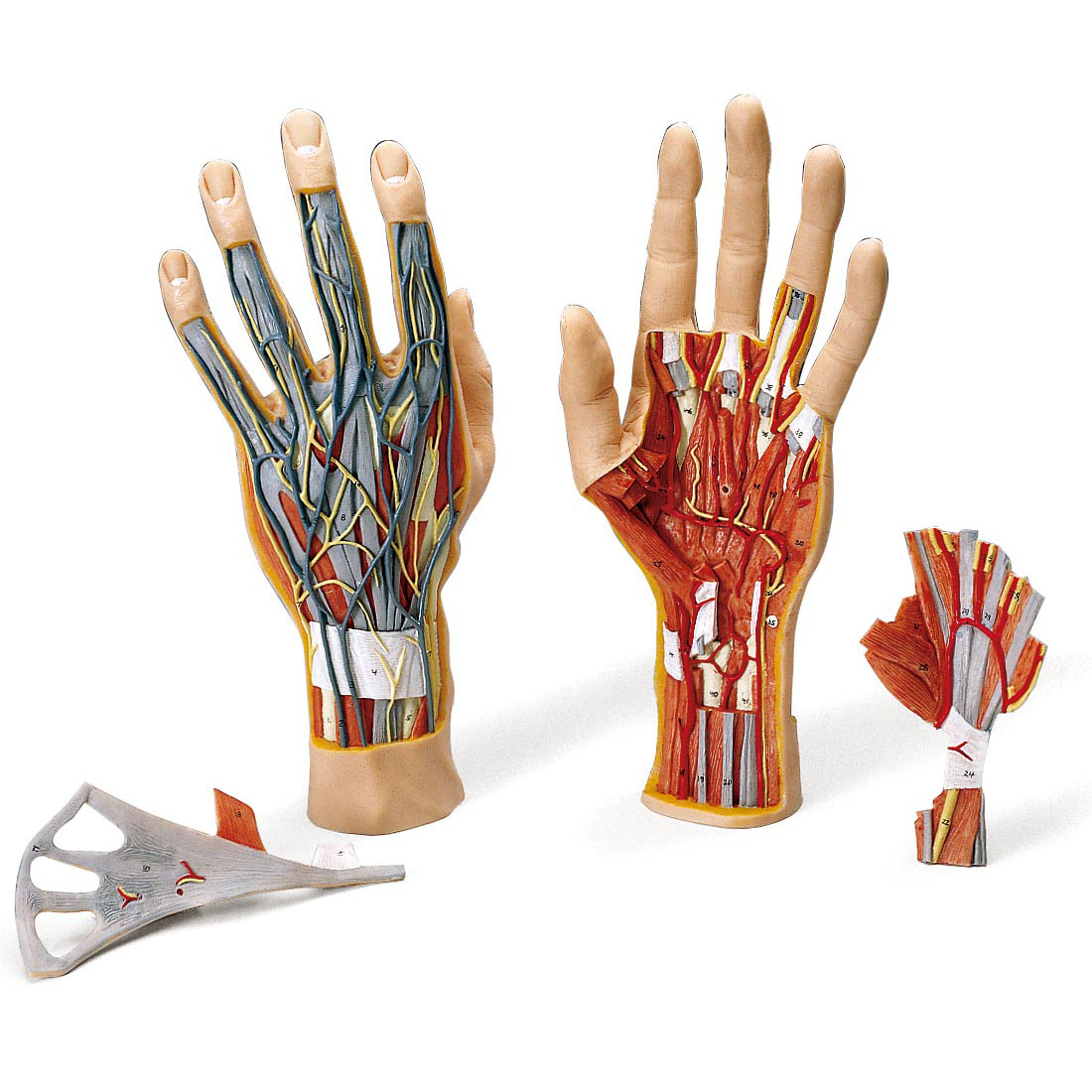 人体模型 手の構造