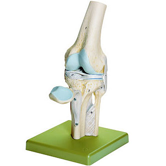 人体模型 膝関節模型