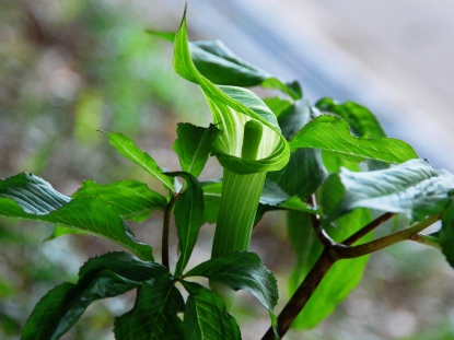 野草図鑑(マムシグサ)