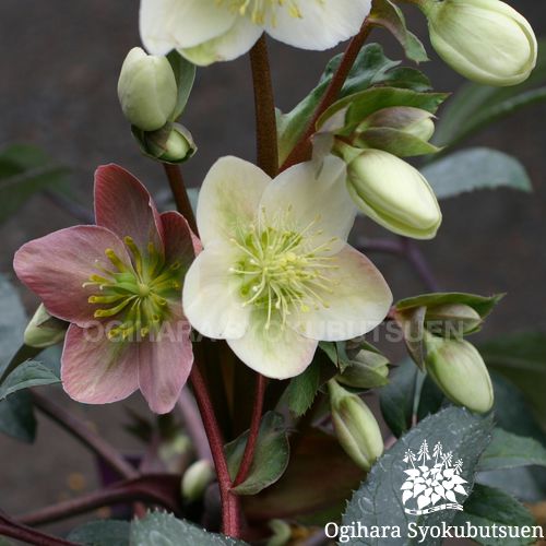 クリスマスローズ(原種間交配) 'エリックスミシイ'｜おぎはら植物園