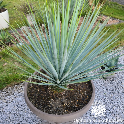 ユッカ リギダ｜おぎはら植物園