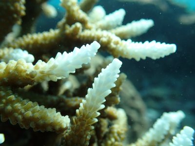 サンゴ調査プロジェクト | 海の環境NPO法人OWS