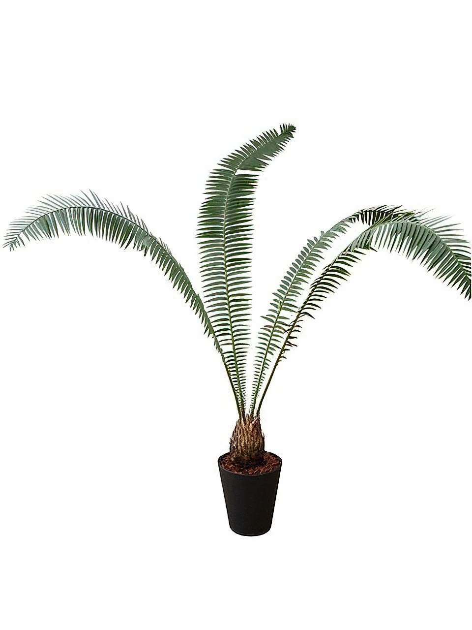 ディオーン・スピヌロスム | HITOTOKI by MAKIMO PLANT