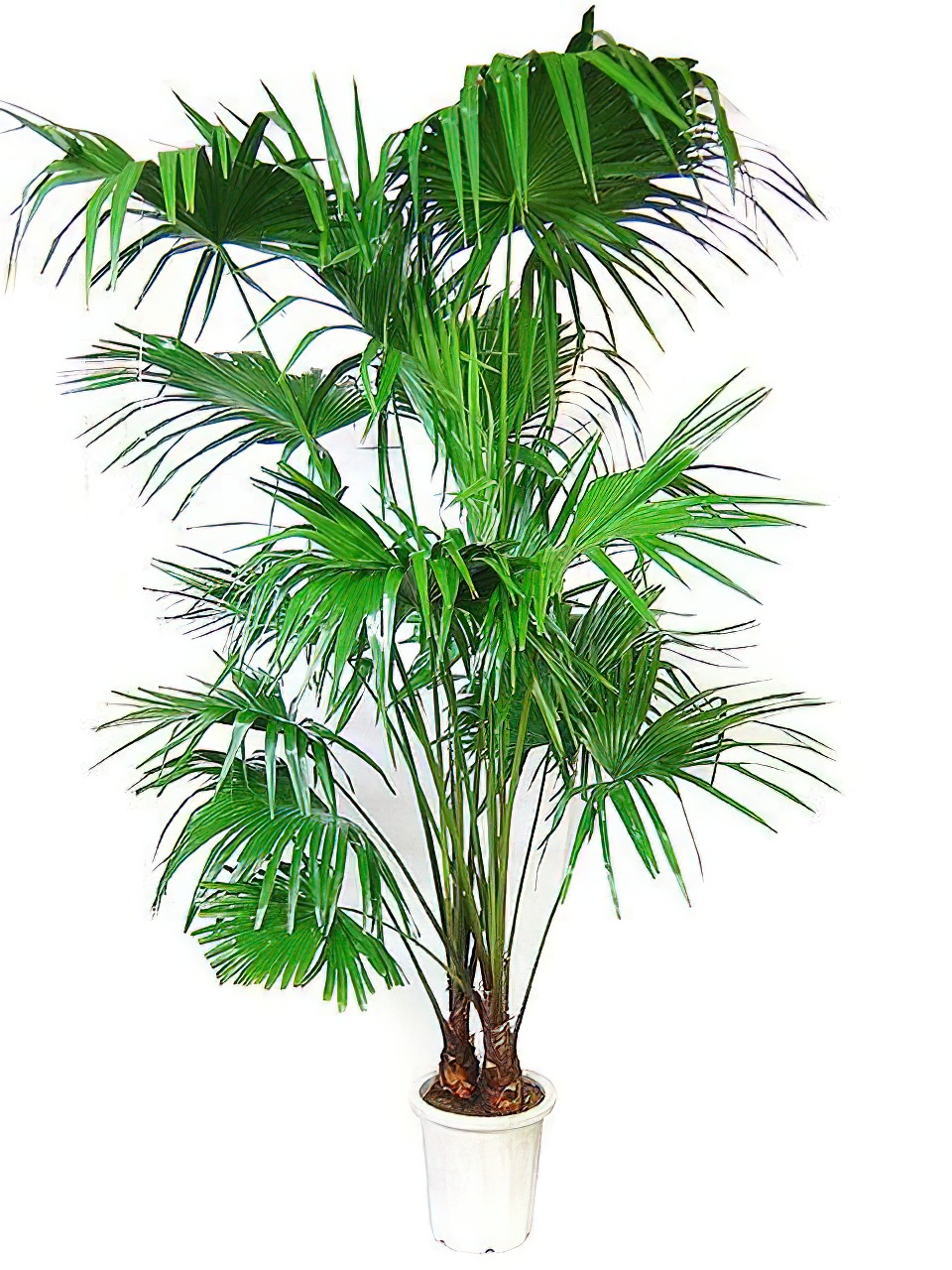 ビロウヤシ 10号サイズ エキストラ | HITOTOKI by MAKIMO PLANT