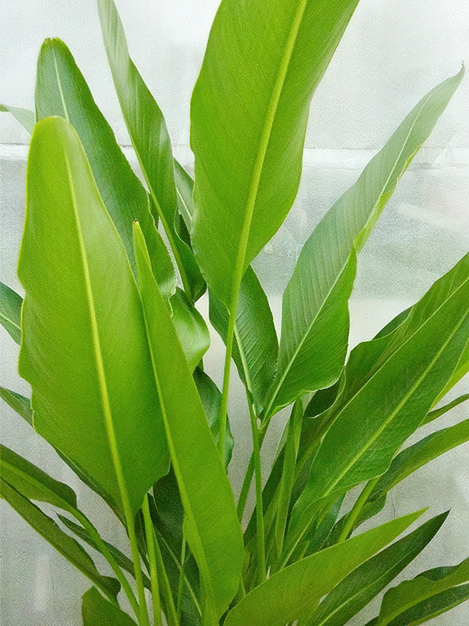 タビビトノキ（旅人の木） 8号サイズ | HITOTOKI by MAKIMO PLANT