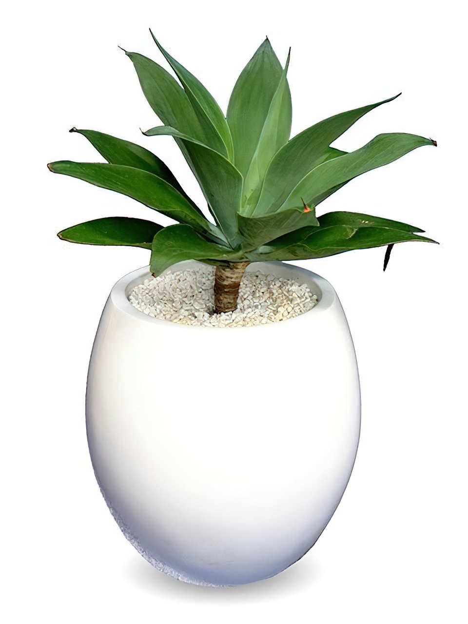 アガベ・アテナータ 8号サイズ | HITOTOKI by MAKIMO PLANT