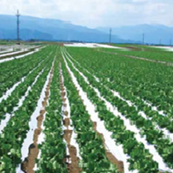 こかげマルチ 白黒 厚さ0.02mm(幅95cmX長さ200m 単品): 農業資材