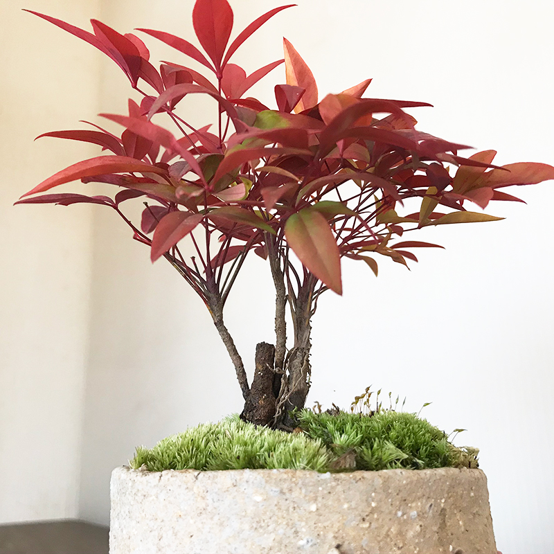 送料無料 南天のミニ盆栽 鉢 真山茜 炭化焼き締め トリ鉢盆栽 ぼんさい
