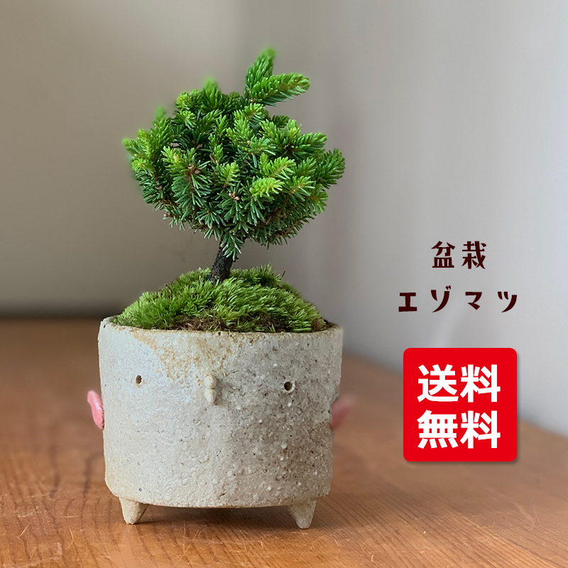 送料無料【エゾマツのミニ盆栽 鉢 真山茜氏】えぞまつ 蝦夷松 蝦夷マツ