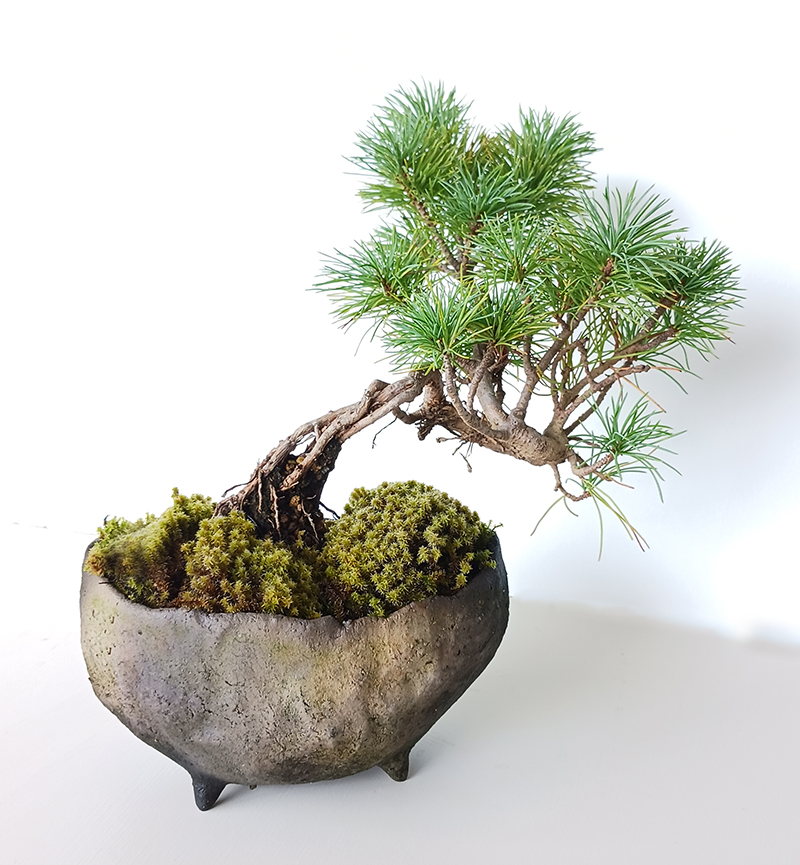 どっしりした重厚感【五葉松の盆栽（真山茜 炭化焼締鉢）】盆栽 ぼん