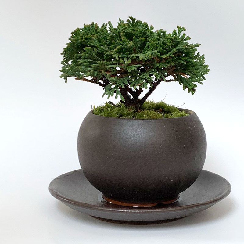 送料無料。壮大な景色をお楽しみください【連山檜（れんざんひのき）の