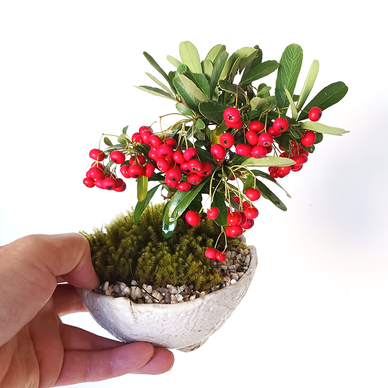 現在葉姿（実なし）】送料無料でお届け。一年中楽しめる花咲く実がなる