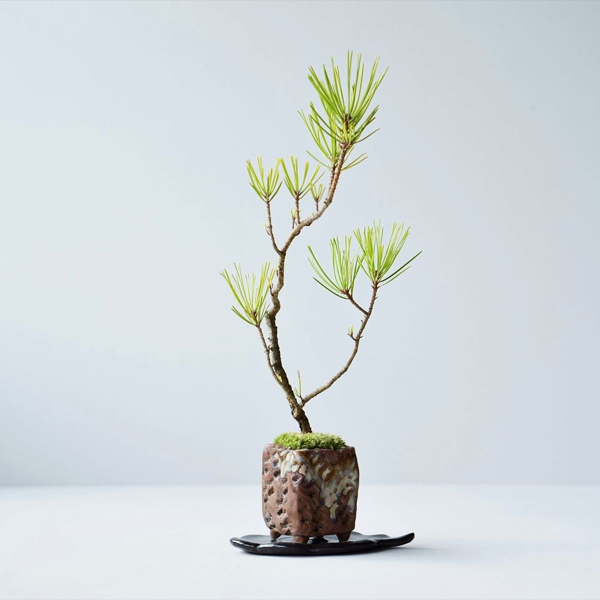 アカマツ｜石木花図鑑｜石木花｜SEKIBOKKA｜盆栽