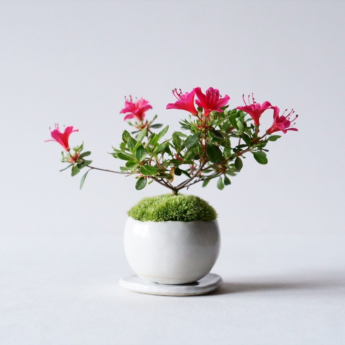 深山キリシマツツジ｜石木花図鑑｜石木花｜SEKIBOKKA｜盆栽