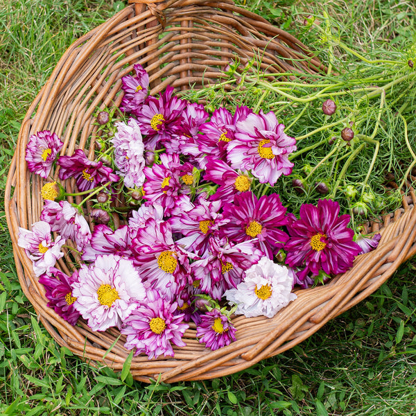 Cosmos 'Double Click Bicolor Violet' seeds - Cosmos bipinnatus