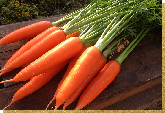 鈴盛農園｜黒人参【黒王】やカラフルにんじんの通販