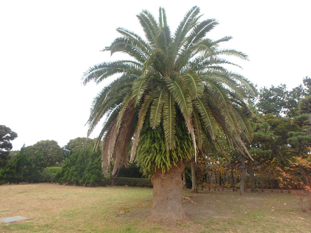 カナリーヤシ｜樹木図鑑｜公益財団法人船橋市公園協会