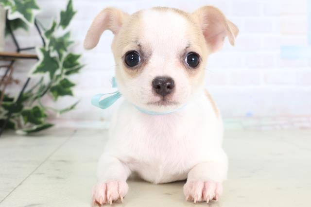 チワワ（スムースコート）の子犬一覧｜ペットショップCoo＆RIKU