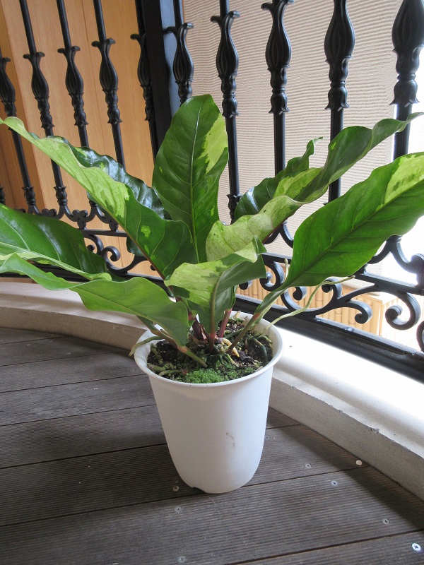 原種系の激レアアンスリウム お値段よりワンランク上のフラワーギフト