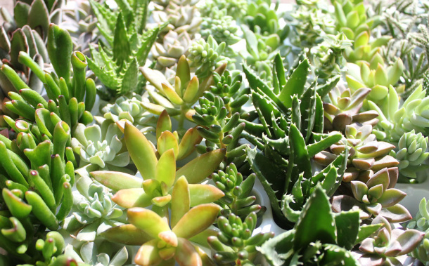 楽天市場】多肉植物 カット 苗 「6個セット」 植物 寄せ植え セット