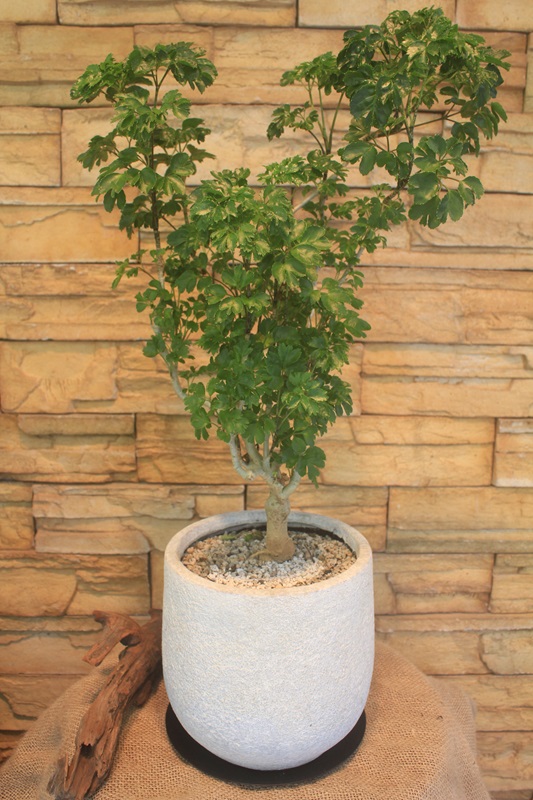 ポリシャス・バタフライ陶器入り757｜観葉植物専門店「ワールドガーデン」