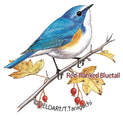 色鉛筆で野鳥を描こう 子どもと大人、両教室開催 | 多摩 | タウンニュース