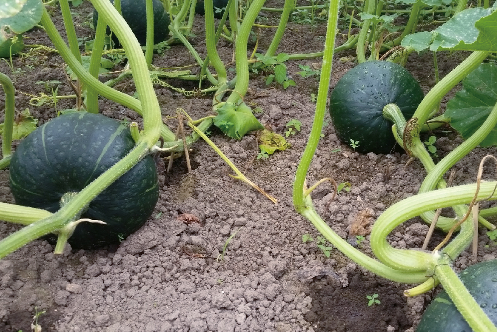 カボチャ 【くり将軍ネオ】 収量性、果色、形、揃い良好、ホクホクで