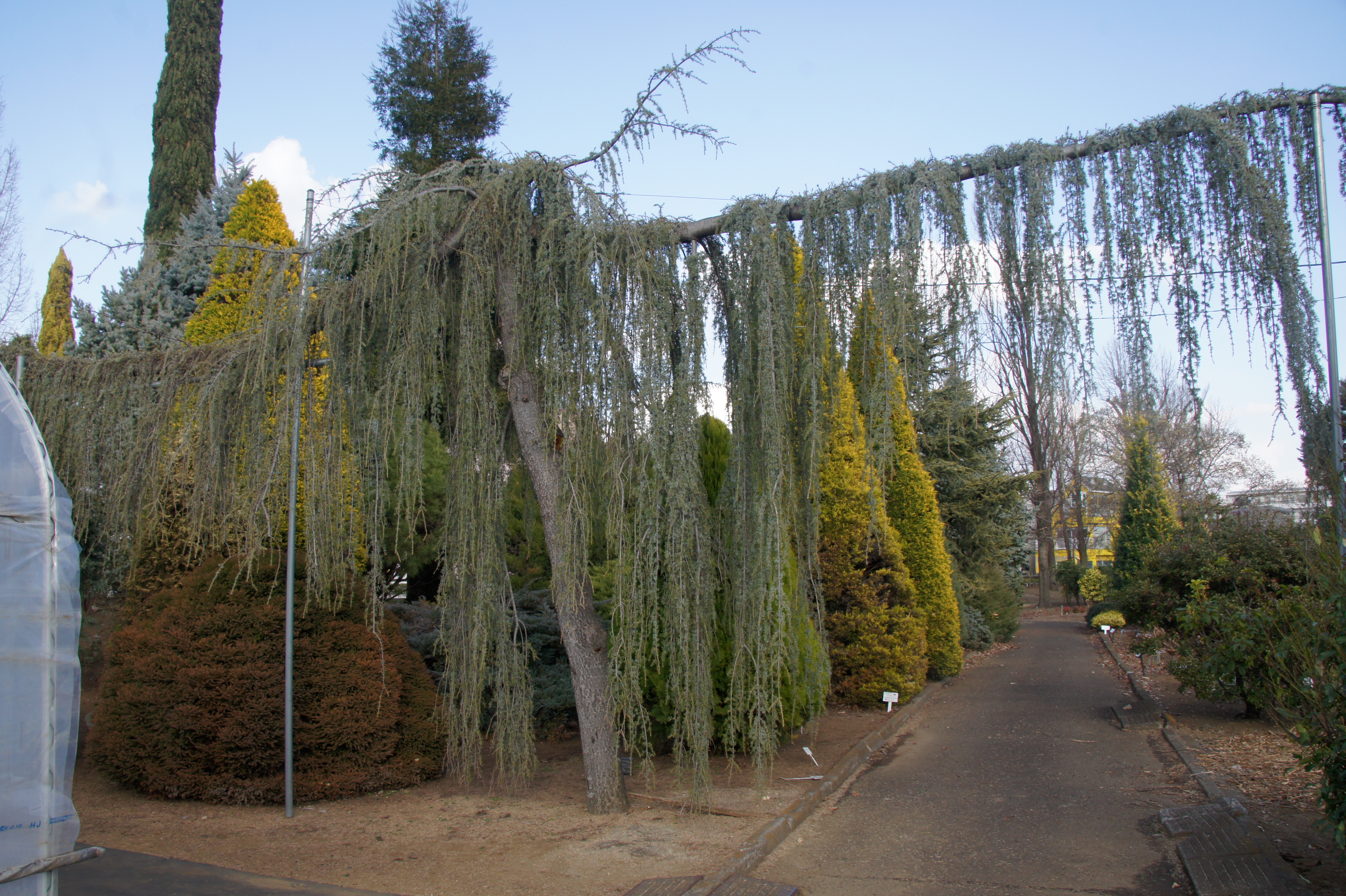 アトラスシーダー 'グラウカペンデュラ' - 東京都農林水産振興財団