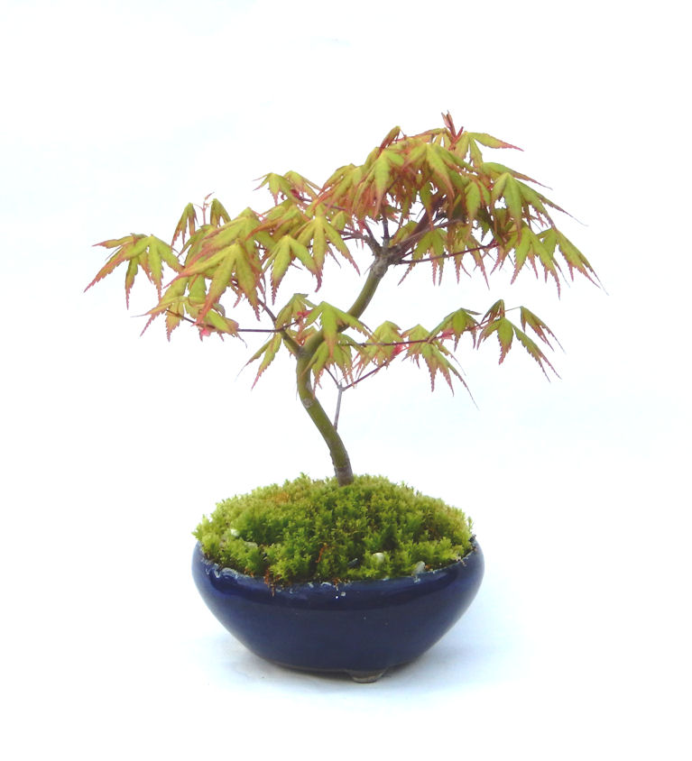 杉 盆栽 屋久島杉｜東京盆栽｜a-masa-103jyoumonsugi2011