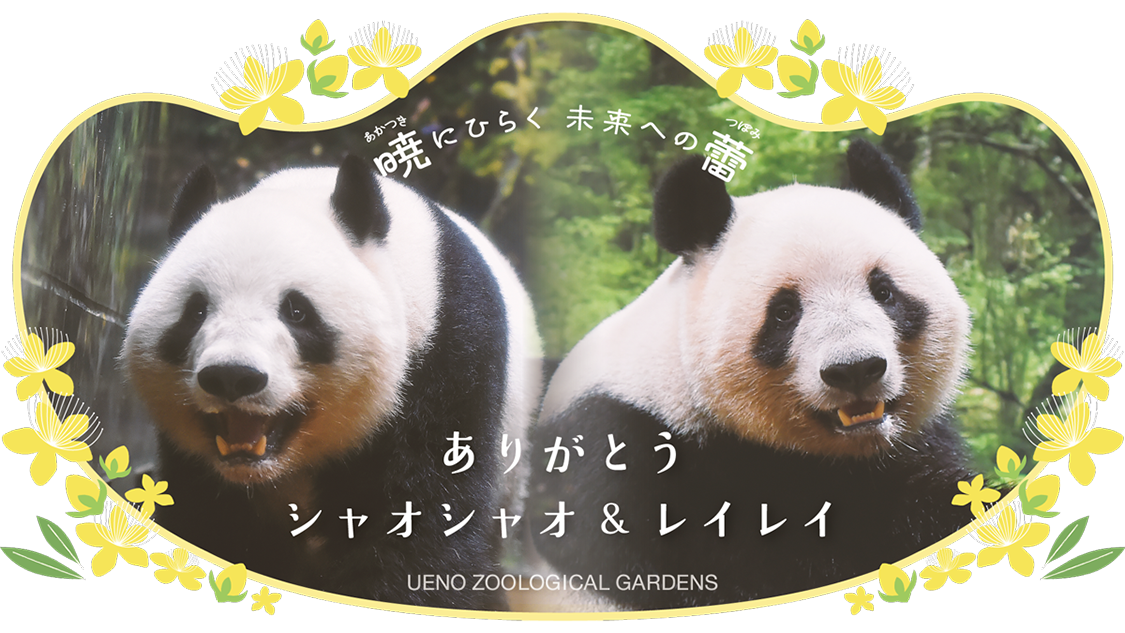 特別企画「暁にひらく未来への蕾──ありがとうシャオシャオ&レイレイ